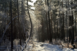 Winter Forest / ***
