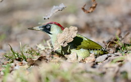 Green Woodpecker. / ***