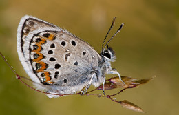 Copper-butterfly butterfly / ***