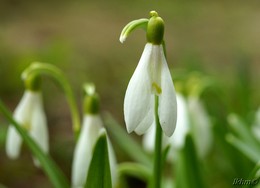 Snow Flower / ***