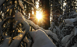 Frost and sun – what a wonderful day / ...