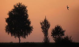 LICHTSTIMMUNG / Lichtstimmung an einem Feldweg in Olfen im Münsterland.