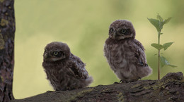 NACHWUCHS / Zwei junge KÄUZCHEN konnte ich kurz vor dem BERINGEN fotografieren.