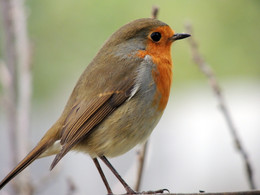 Robin / ***