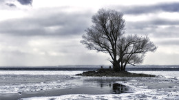 Solitär / am Bodensee