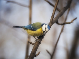 Blue tit / ***