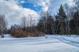 road in the forest / ***