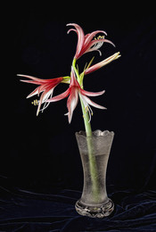 Flower / ***