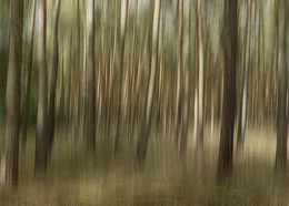 WALD in MASUREN (Wischeffekt) / Einer der unzähligen Wälder in Masuren / Polen. Hier mal als Wischer (Mitzieheffekt)