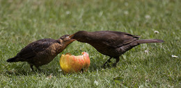 FÜTTERUNG / Wir füttern die WILDVÖGEL im Winter in unserem Garten. Ich konnte beobachten (und fotografieren) wie eine Amsel Mama ihren Nachwuchs fütterte.