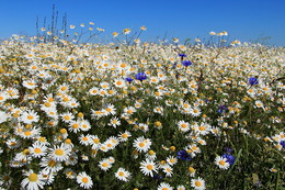 Happy Holidays! / ***