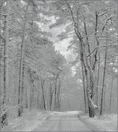 Winter road / ***