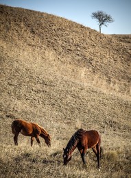 to pasture / ***