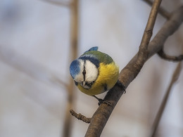 Blue tit / :))