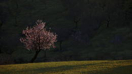 MANDELBLÜTE / Ein Erlebnis der &quot;BESONDEREN ART&quot;. Die Mandelblüte auf der Insel Mallorca.