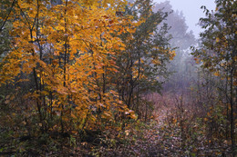 colors of autumn / ***