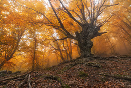 Autumn forest / ***