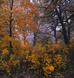 Autumn forest / ***