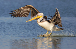 Soft landing / ....