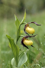 Duett / Frauenschuhblüten in den Isarauen