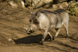 Eber Warzenschwein / Eber Warzenschwein