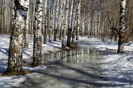 In the birch forest / ***