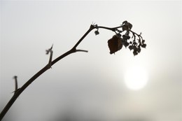 Winter raspberries / ***