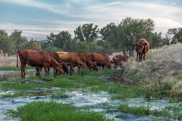 Evening watering / ***