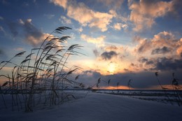 Rustling reeds ... / ***