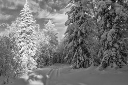 Winter Forest / ***