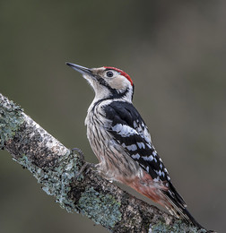 Middle Spotted Woodpecker / ***