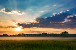 Field / ***
