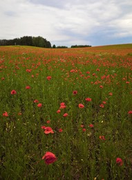 MASUREN / Klatschmohn in Mauren (Polen). Ich wählte hier eine Darstellung als HOCHKANT Foto.