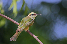 Bee-Eater / ***