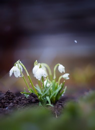 Snowdrops / ***