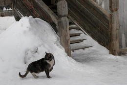 Yard Cat ... / ***