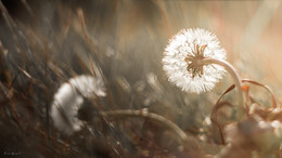 Last days of autumn / ***