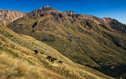 In the mountains of the Caucasus / ***