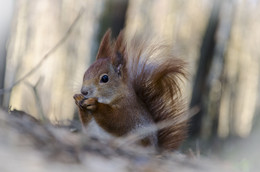 Squirrel / ***