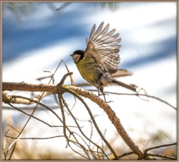 herald of spring / ***