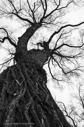 Tree of Life ... / ***