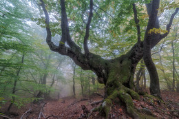 Beech Forest / ***