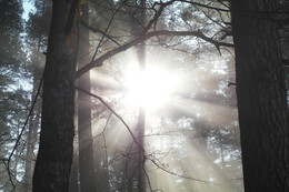 Foggy morning. / ***