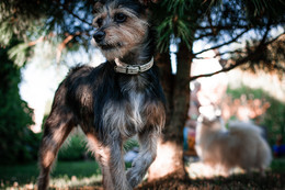 dog / ***