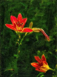 Flowers / ***