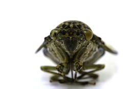 Cicada / ***