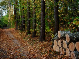 Autumn Rhapsody ... / ***