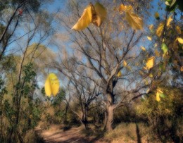 Leaf fall / ***