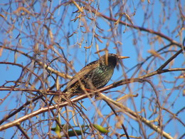 Starling / ***