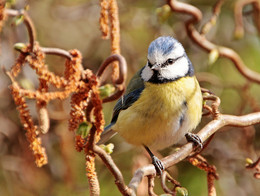 Blue tit / ***